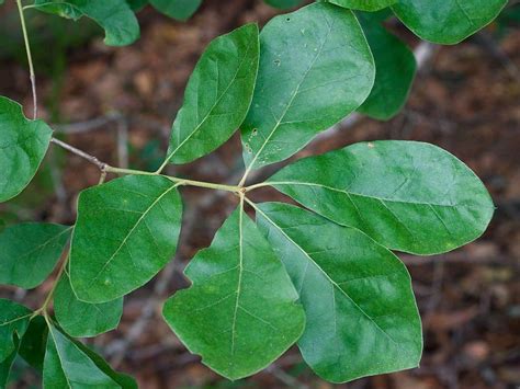 <b>Sawtooth oak</b> <b>leaves</b> are unlike the <b>leaves</b> of our native oaks. . Arkansas oak tree leaves